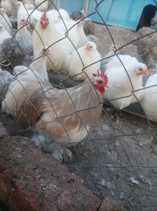 Мини кохин кокошки