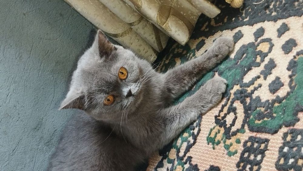 продаётся британская кошка
