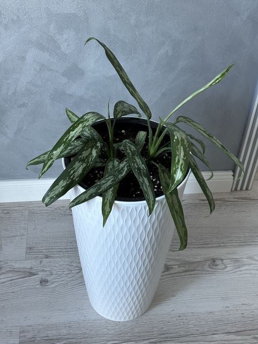 Комнатные цветы, комнатные растения