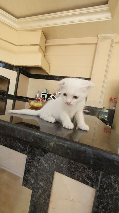 Skotish fold bolasi 1.5 oylik