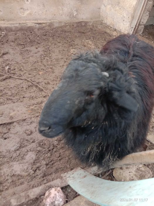 Семіз жас қошқар сатЫлады