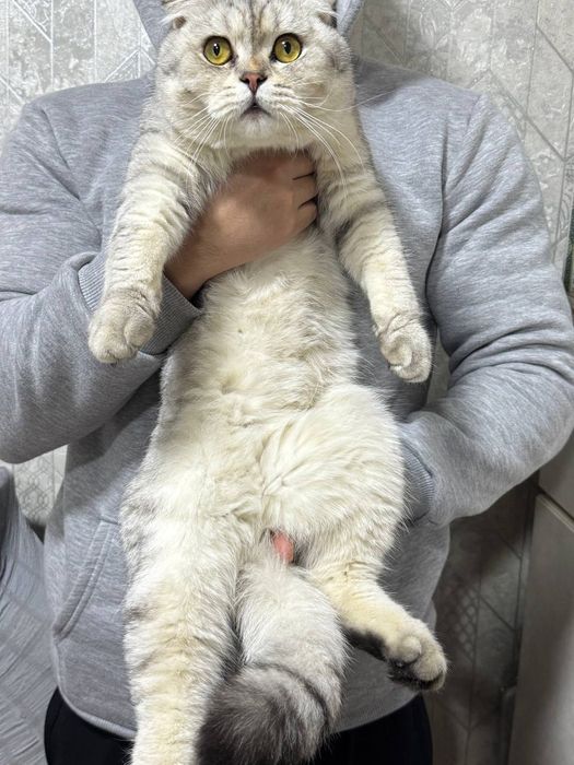 Skotsh foold ogil bola . Soglom 11oylik sotiladi