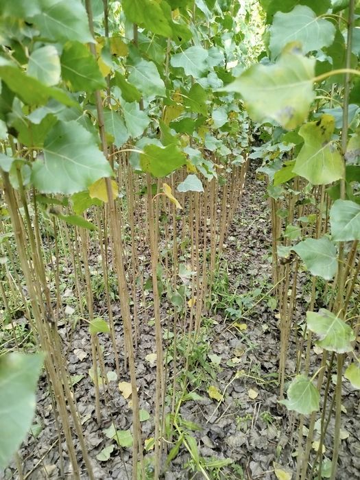 Oʻzbekiston terak koʻchatlar