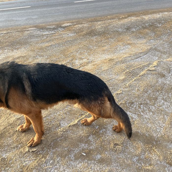 Овчарка сатылады