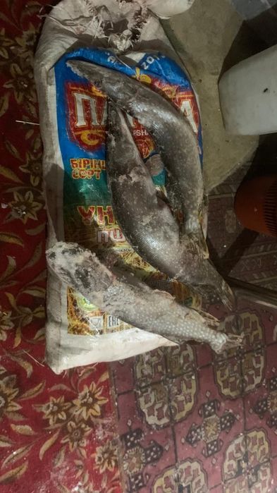 Щука и карась крупные