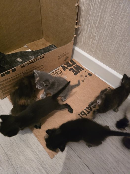 Кошка  с котятами