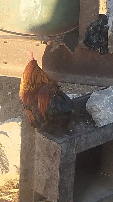 Продается петух Брама молодой