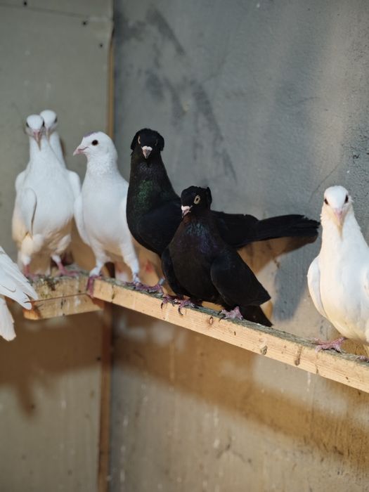 kaptar kabutar golubi golubey kaptarla kabutarlar turkman bakinski