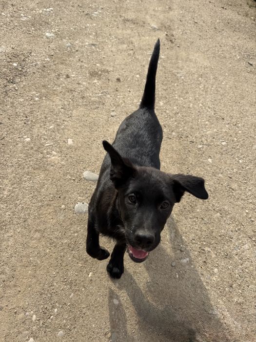 Cateluși spre adoptie