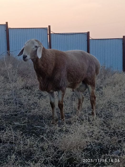 Арашан кошкар на продажу