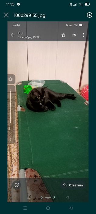 Раскладушка зелёная