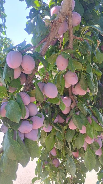 Vand PRUNE pentru consum si pentru rachiu