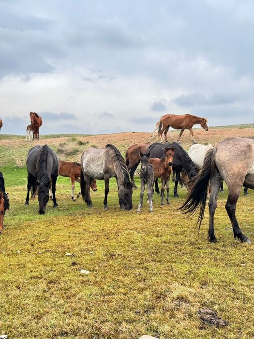 Бие сатылады сартөбе
