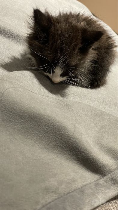 Отдадим в добрые руки даром!