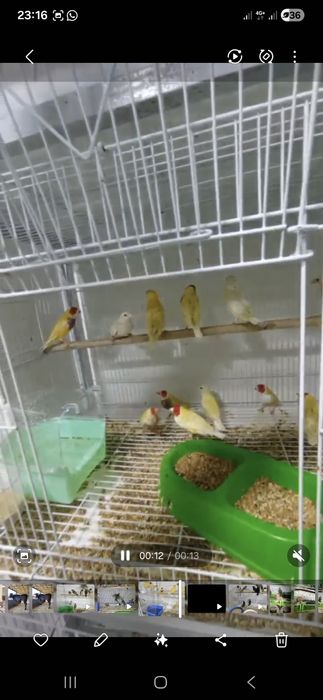 Гульда   амадины