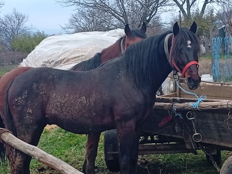 Cal de vânzare 8 ani