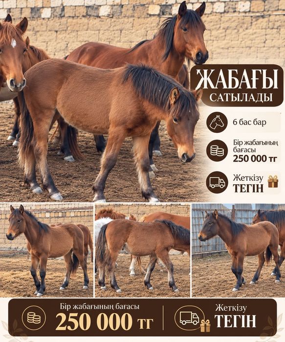 Жабағы , 6 бас жабағы сатылады бағасы