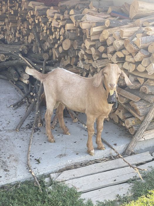 Țap anglo nubian si iedița alpin francez