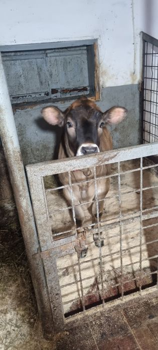 Vând vacă  ,la a patra fătare cu vițică sau separat mai multe detalii