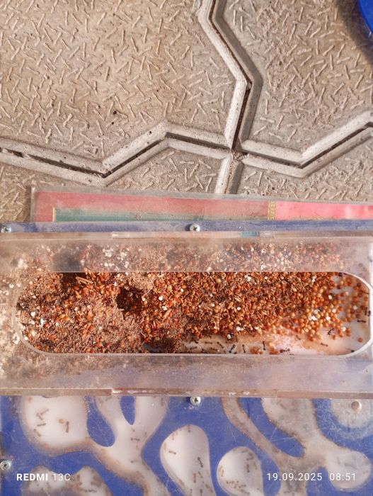 Продается муравьинная ферма