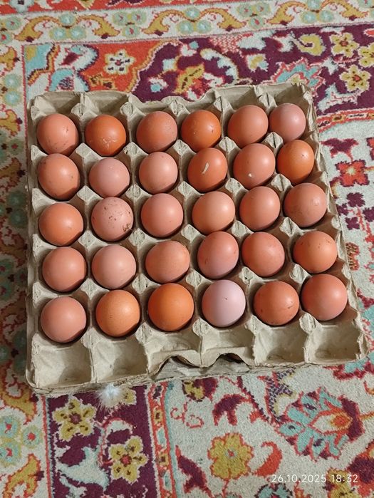 Яйцо домашних кур