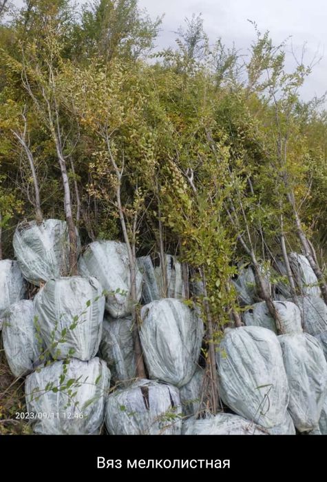 ВЯЗЬ тополь ива ели