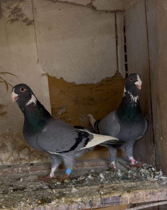 Терецкая Адана  !