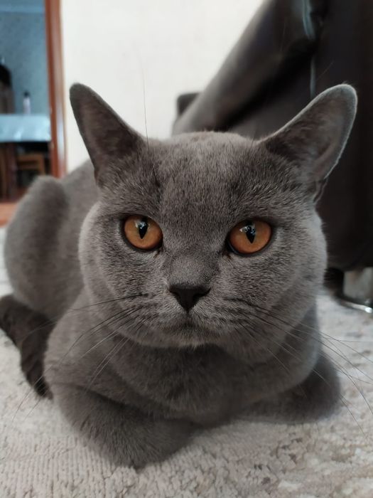 Котенок чистокровный британец