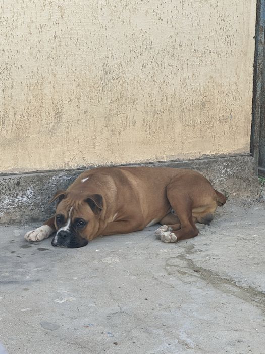 Продаётся немецкий боксер  1 год 3 месяца