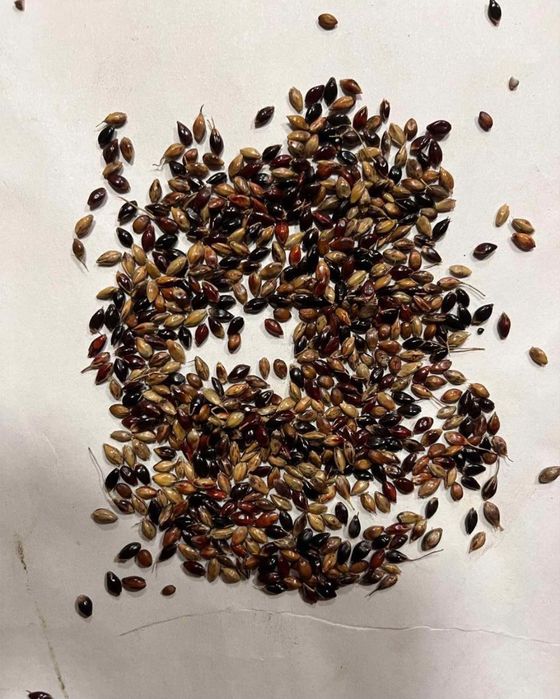 Samanta iarba coasă, pasune ,islaz,Iarba Sudan ,Amestec furajer