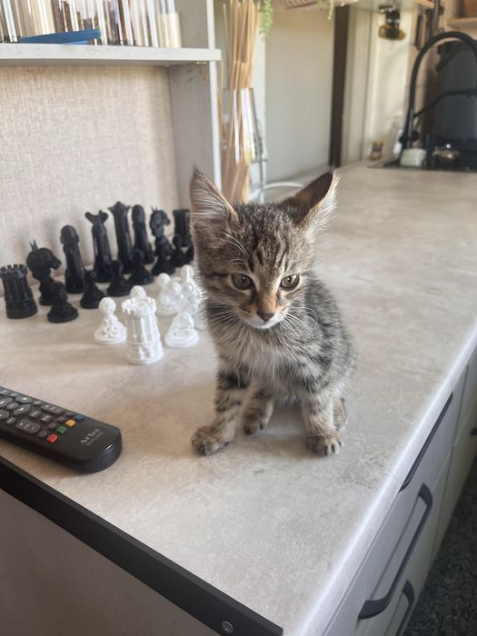Отдается котенок в любящую семью