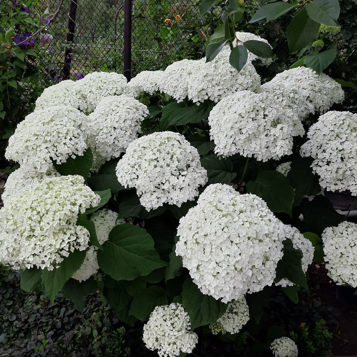 Гортензия саженцы гортензии