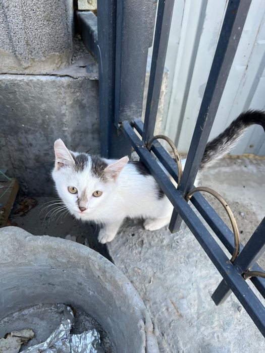 котенок мальчик бесплатно