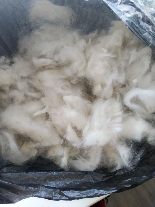 Собачья шерсть.Не чёсанная. От самоедской собаки.