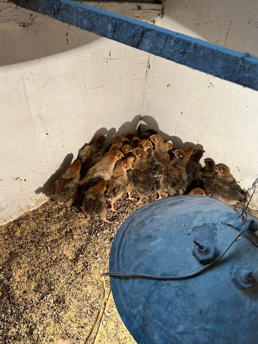 Цыплята кучинские.