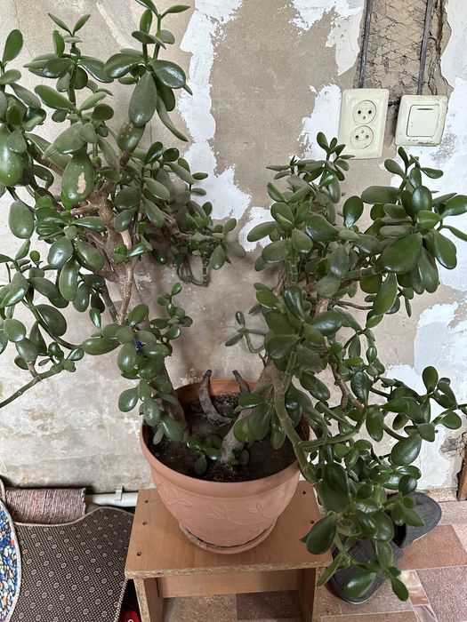 Продам домашние цветы