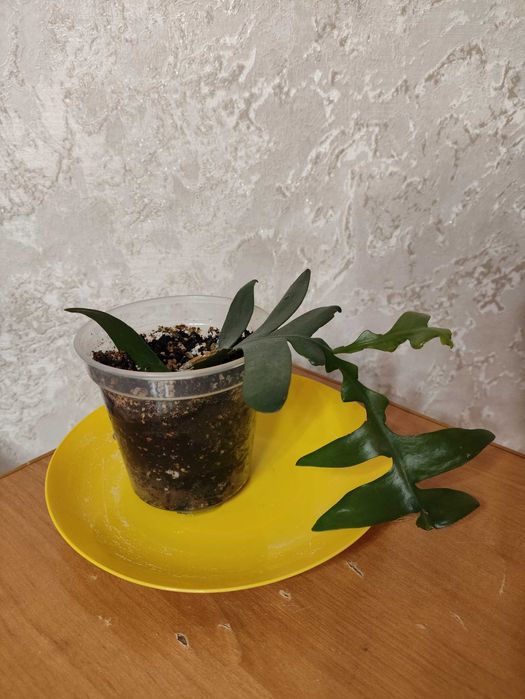 комнатные, декоративные, сортовые цветы