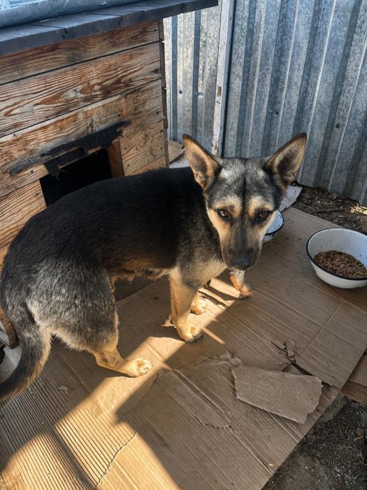 Пристраиваются щенки