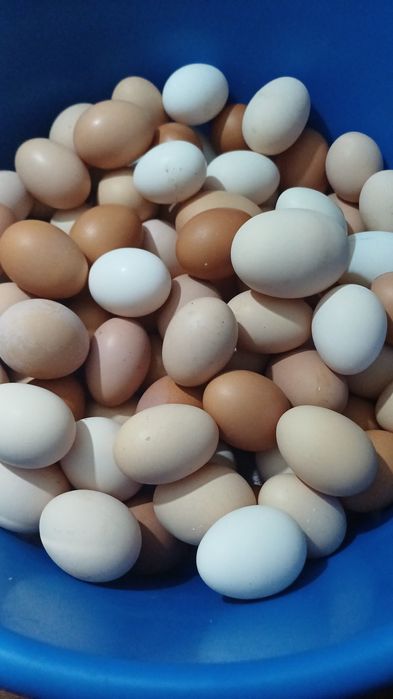 Продам! Домашнее яйцо