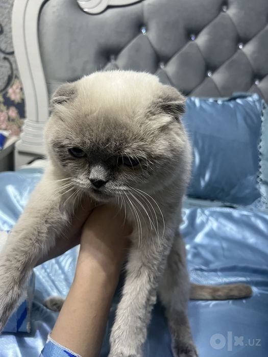 кошка шотландская вислоухая