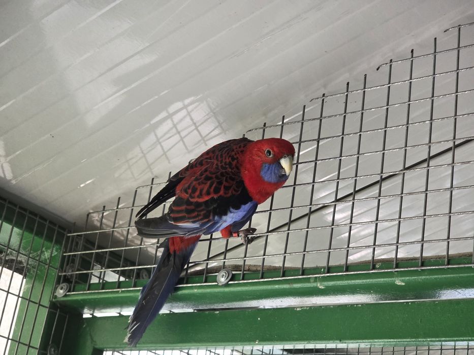 papagal mascul rosella penant