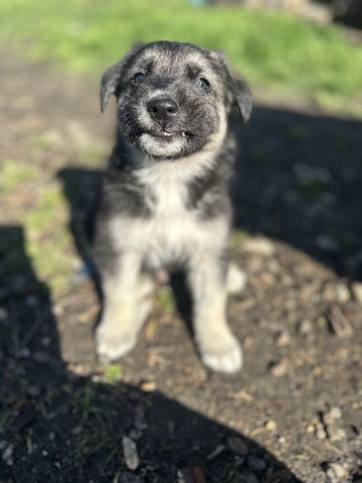 Donez catei metis de ciobanesc german