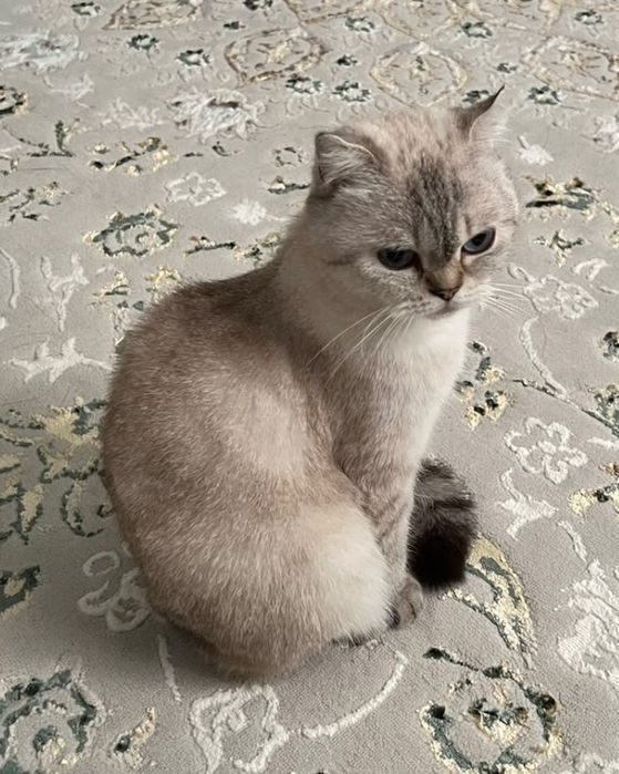 Мысық жоғалды Мангистау