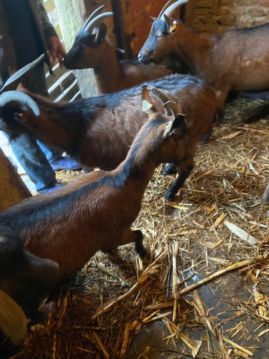 Vând 4 capre și 2 țapi alpin francez