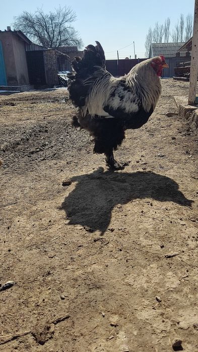 Продаю петушка брама темная