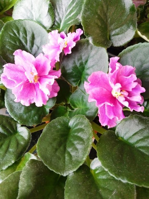 Фиалочки уют в доме