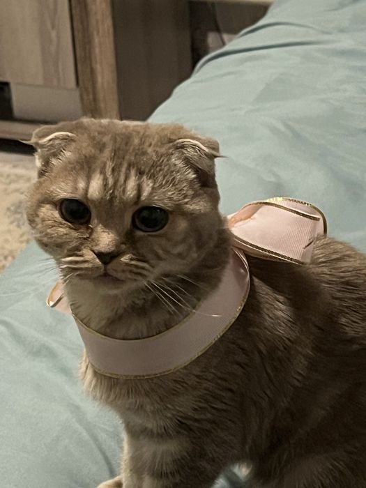 шотландский вислоухий