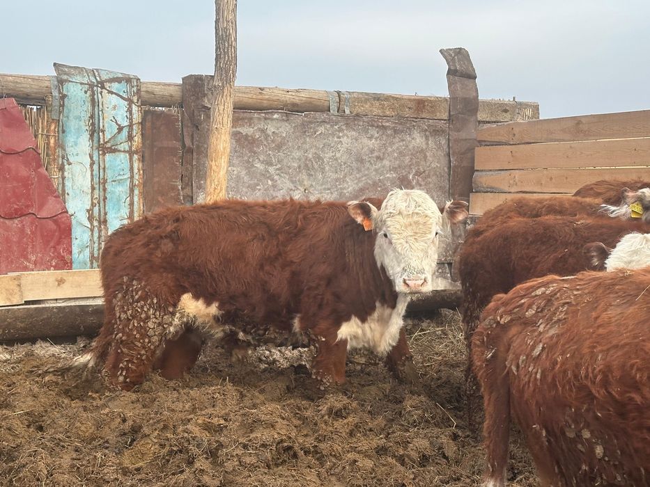 Откормде тұрған бұқалар сатылады