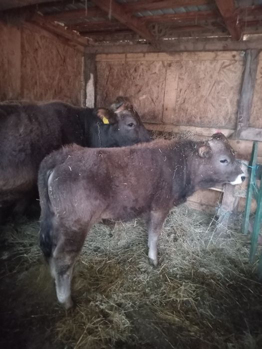 Vand vaci si o junca