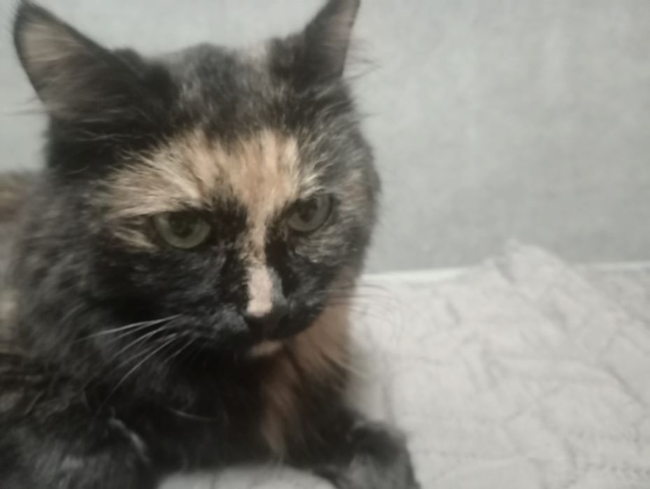 Отдам в добрые руки